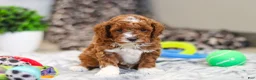 Cavapoo dogs for sale: Austin - Ad 12