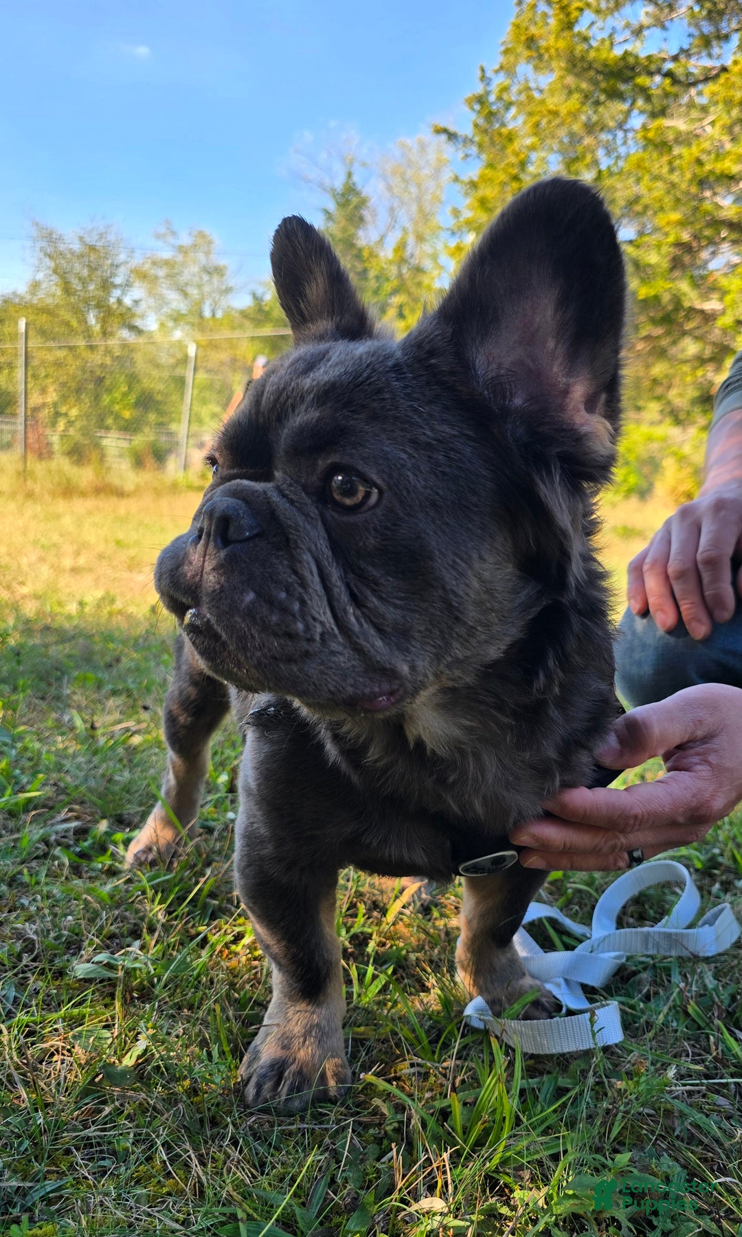 French Bulldog dogs for sale: Tyson - Ad 2
