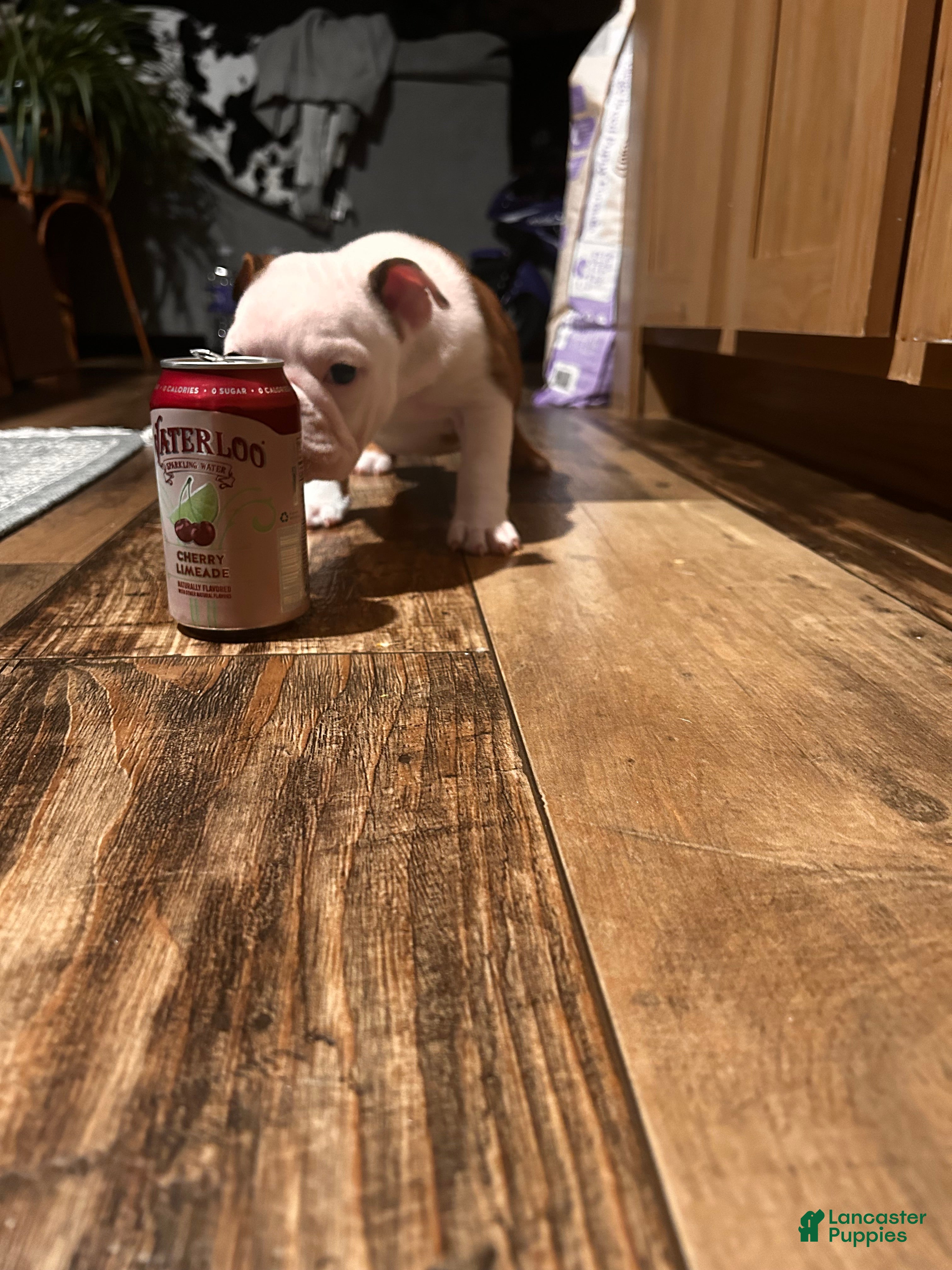 English Bulldog dogs English Bulldog Puppy 4 - Ad 1