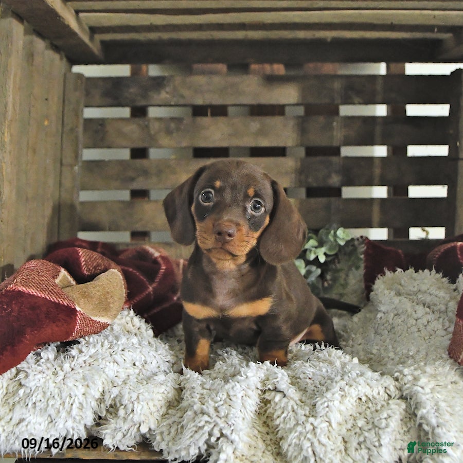 Miniature Dachshund dogs Jace - Ad 1
