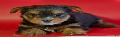 Yorkshire Terrier Puppy 3