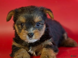 Yorkshire Terrier dogs Yorkshire Terrier Puppy 3 - Ad 29