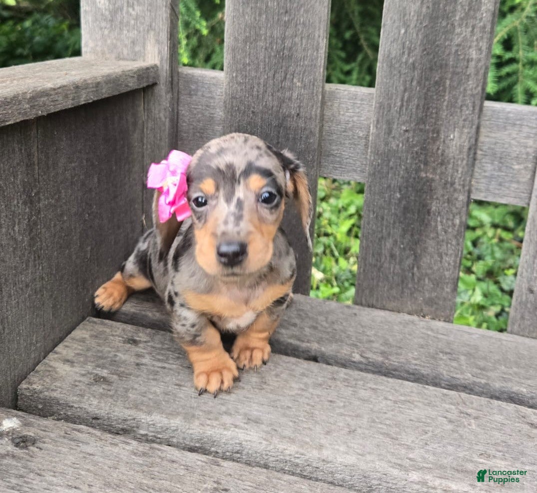 Miniature Dachshund dogs Button - Ad 1