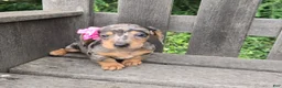 Miniature Dachshund dogs for sale: Button - Ad 1