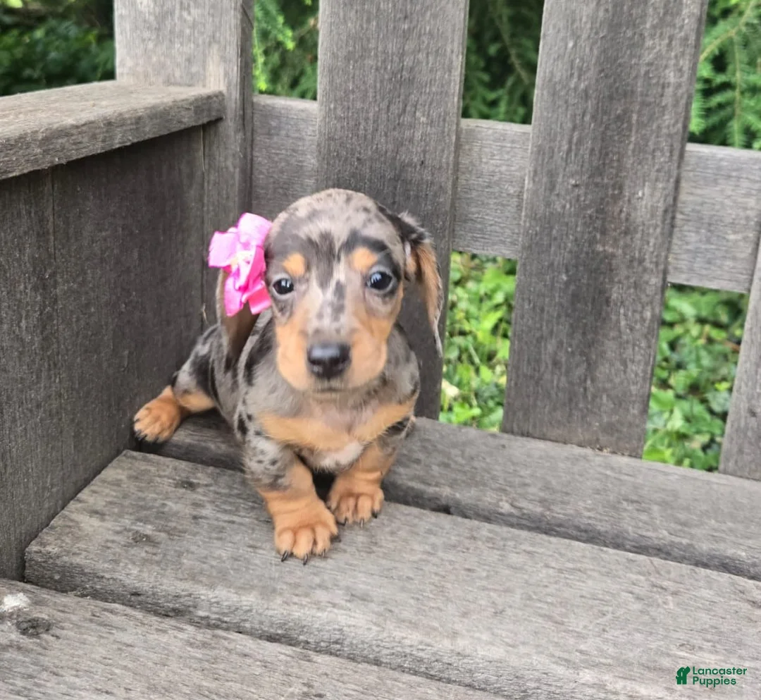Miniature Dachshund dogs for sale: Button - Ad 1