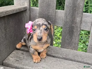 Miniature Dachshund dogs for sale: Button - Ad 3