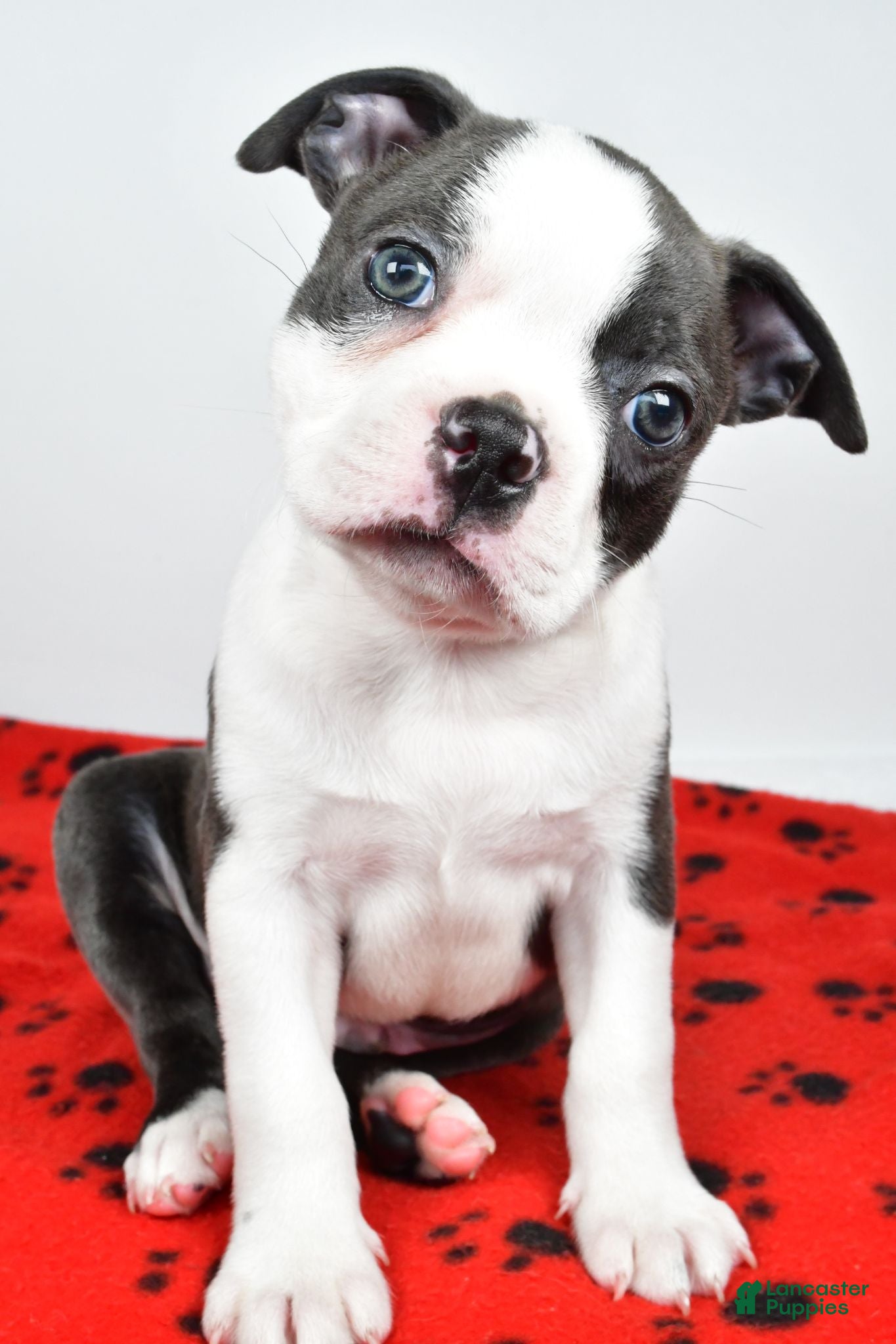 Boston Terrier dogs Tanner - Ad 2