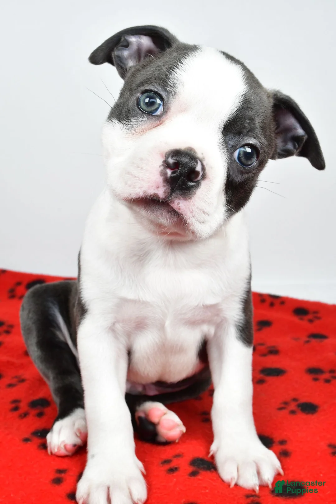 Boston Terrier dogs for sale: Tanner - Ad 2