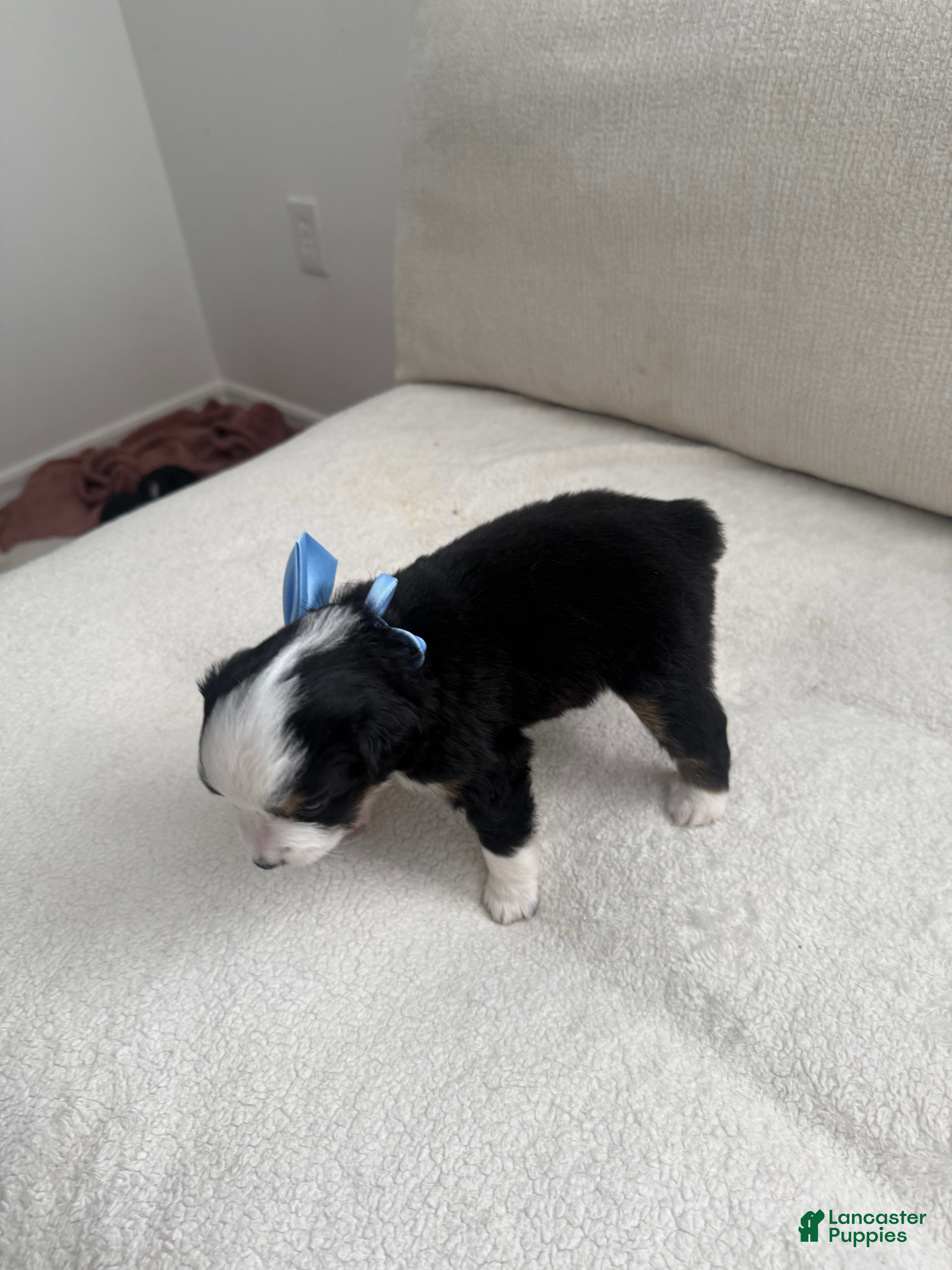 Toy Australian Shepherd dogs for sale: Toy Australian Shepherd 1 - Ad 2