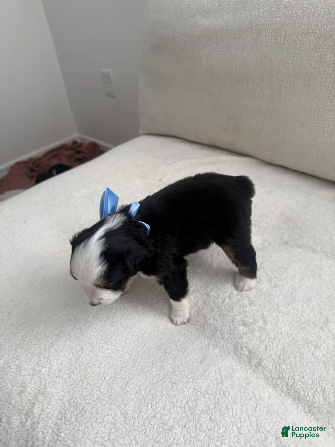 Toy Australian Shepherd dogs for sale: Toy Australian Shepherd 1 - Ad 2