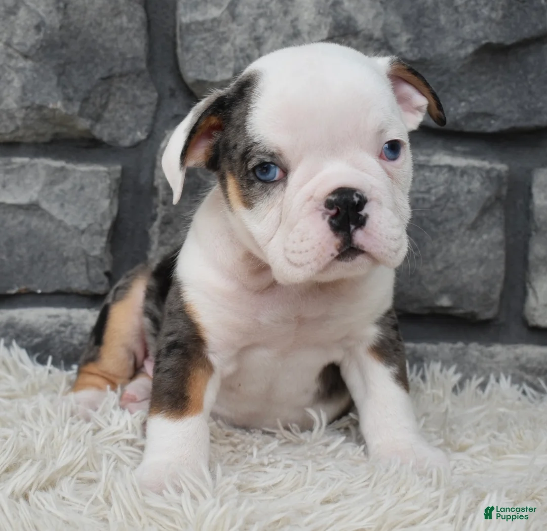 Beabull dogs for sale: Max - Ad 1