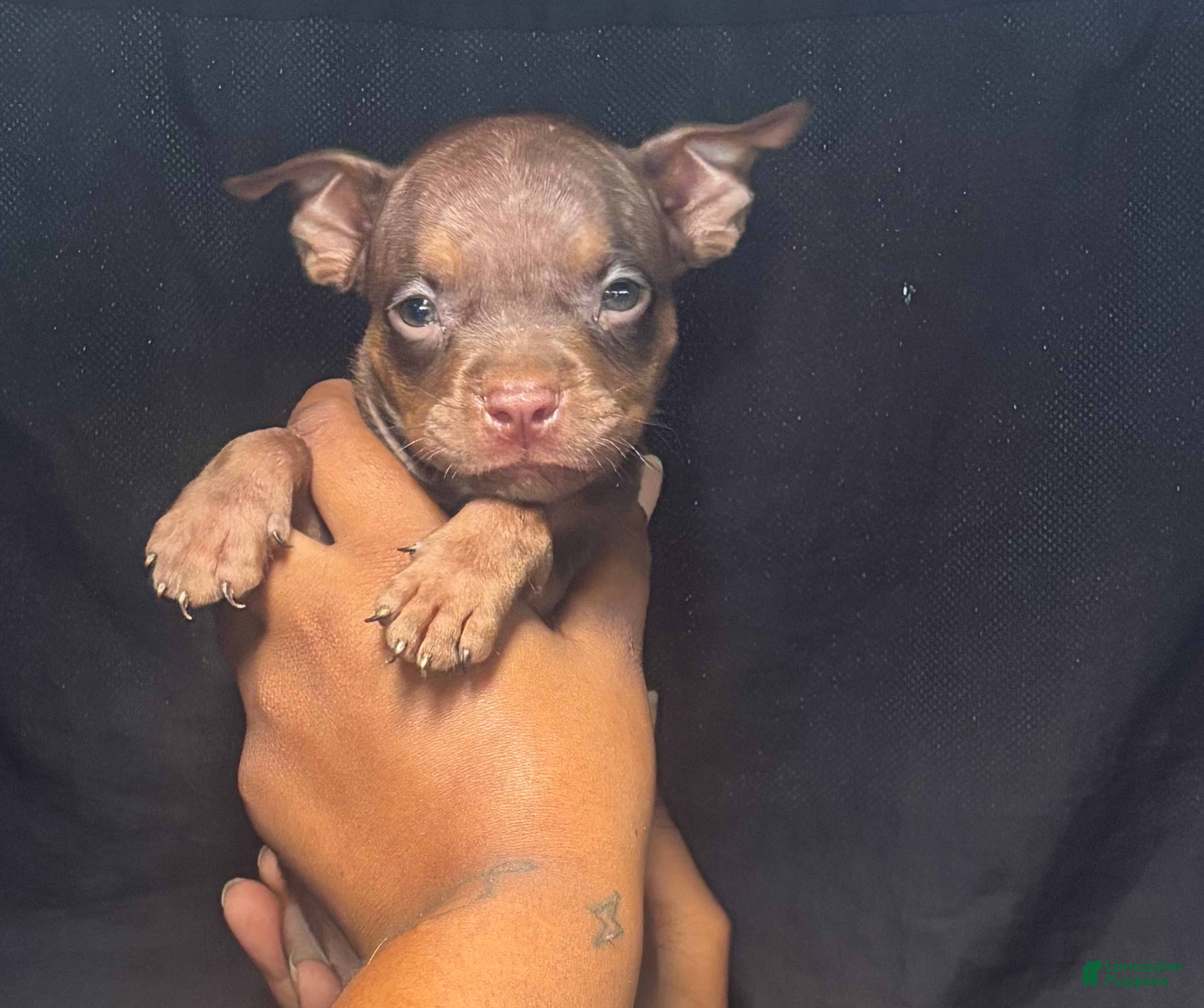 American Pit Bull Terrier dogs American Pit Bull Terrier 2 - Ad 22