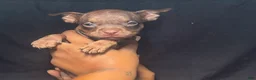 American Pit Bull Terrier dogs for sale: American Pit Bull Terrier 2 - Ad 1