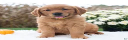 Golden Retriever dogs for sale: Gloria  - Ad 3