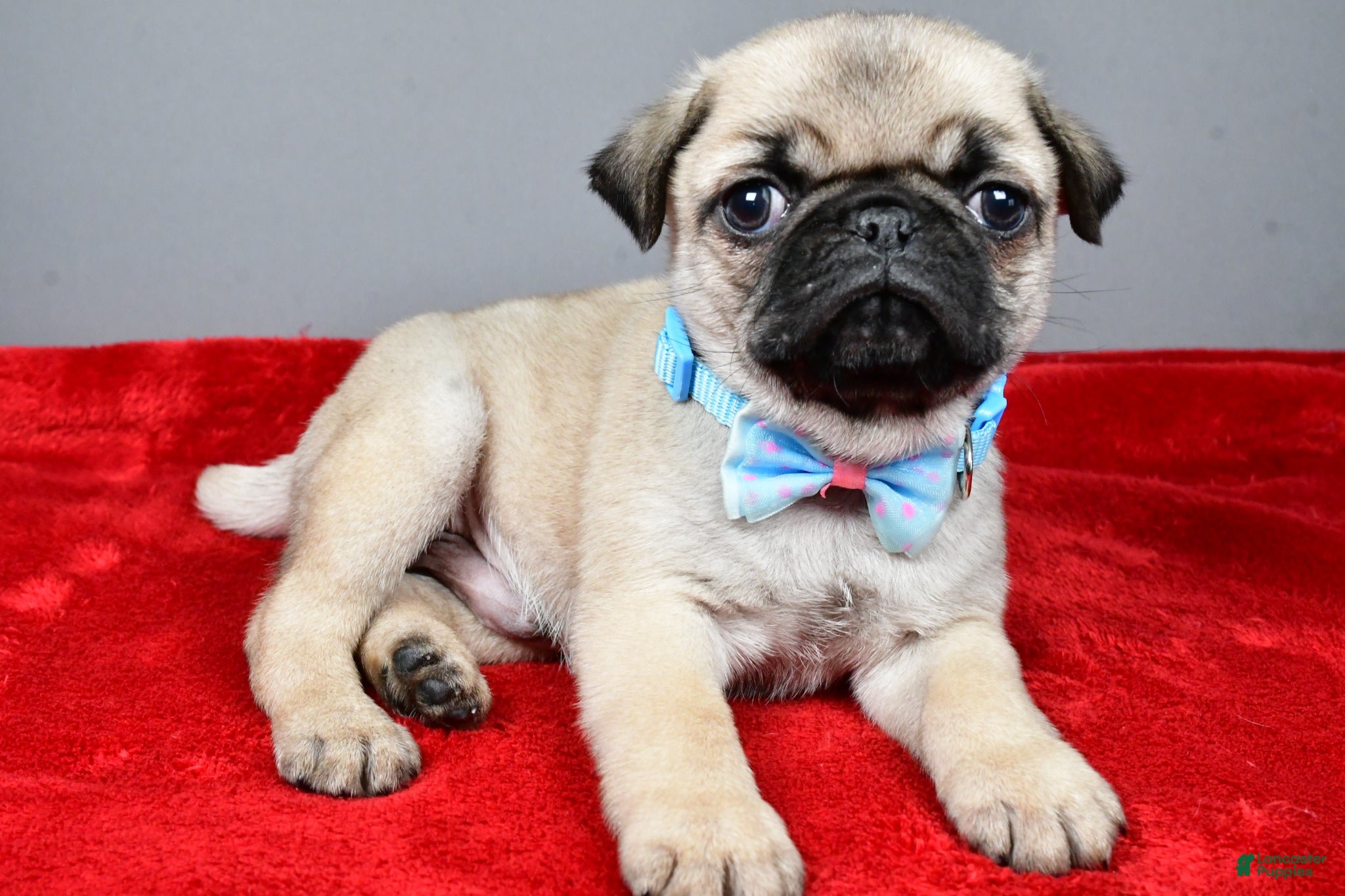 Pug dogs Flash - Ad 2