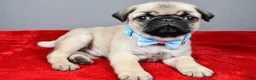 Pug dogs for sale: Flash - Ad 2