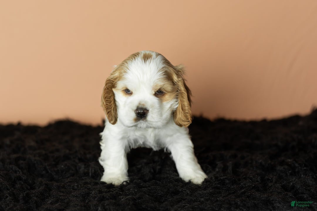 Cocker Spaniel dogs for sale: Pickles - Ad 3
