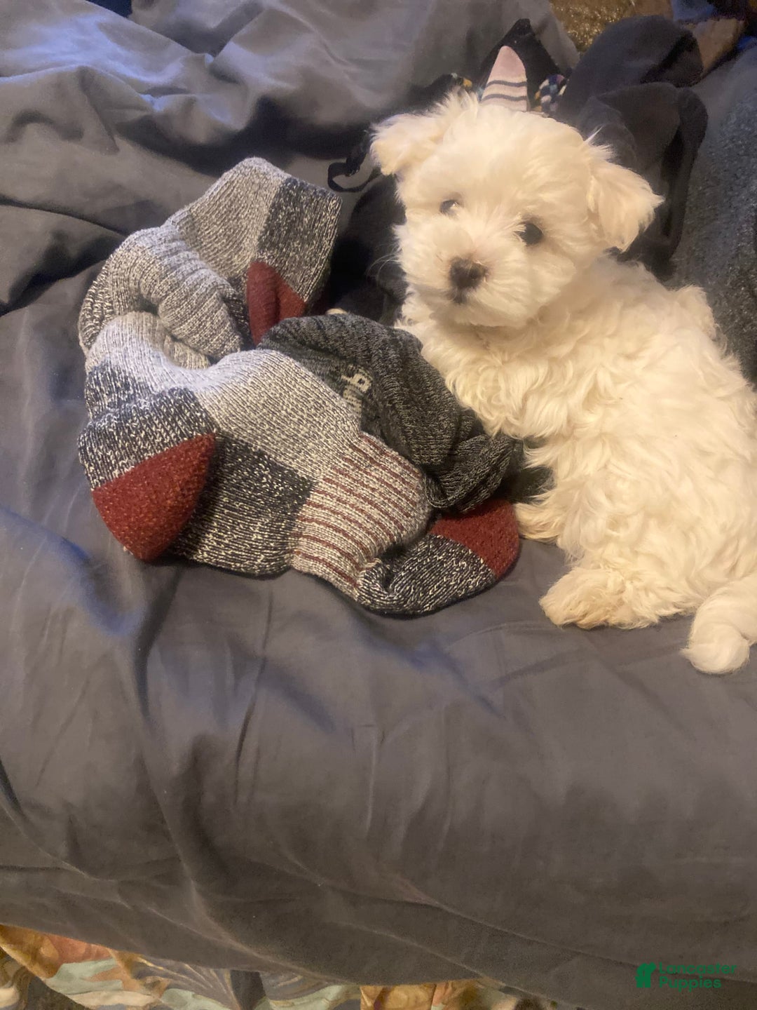 Gallery Image {{count}}