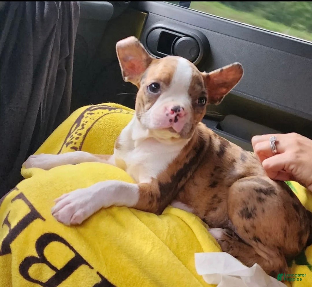 Boston Terrier dogs for sale: Daisy - Ad 2