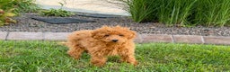 Maltipoo dogs for sale: Gary - Ad 7