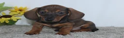 Miniature Dachshund dogs for sale: Kadin - Ad 4