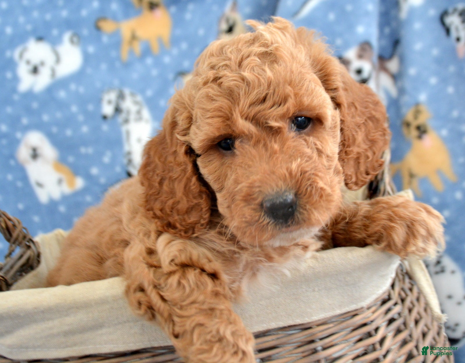 Goldendoodle dogs Mini Goldendoodle Puppy 5 Eva - Ad 36