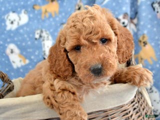Goldendoodle dogs Mini Goldendoodle Puppy 5 Eva - Ad 36