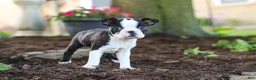Boston Terrier dogs for sale: Maverick - Ad 5