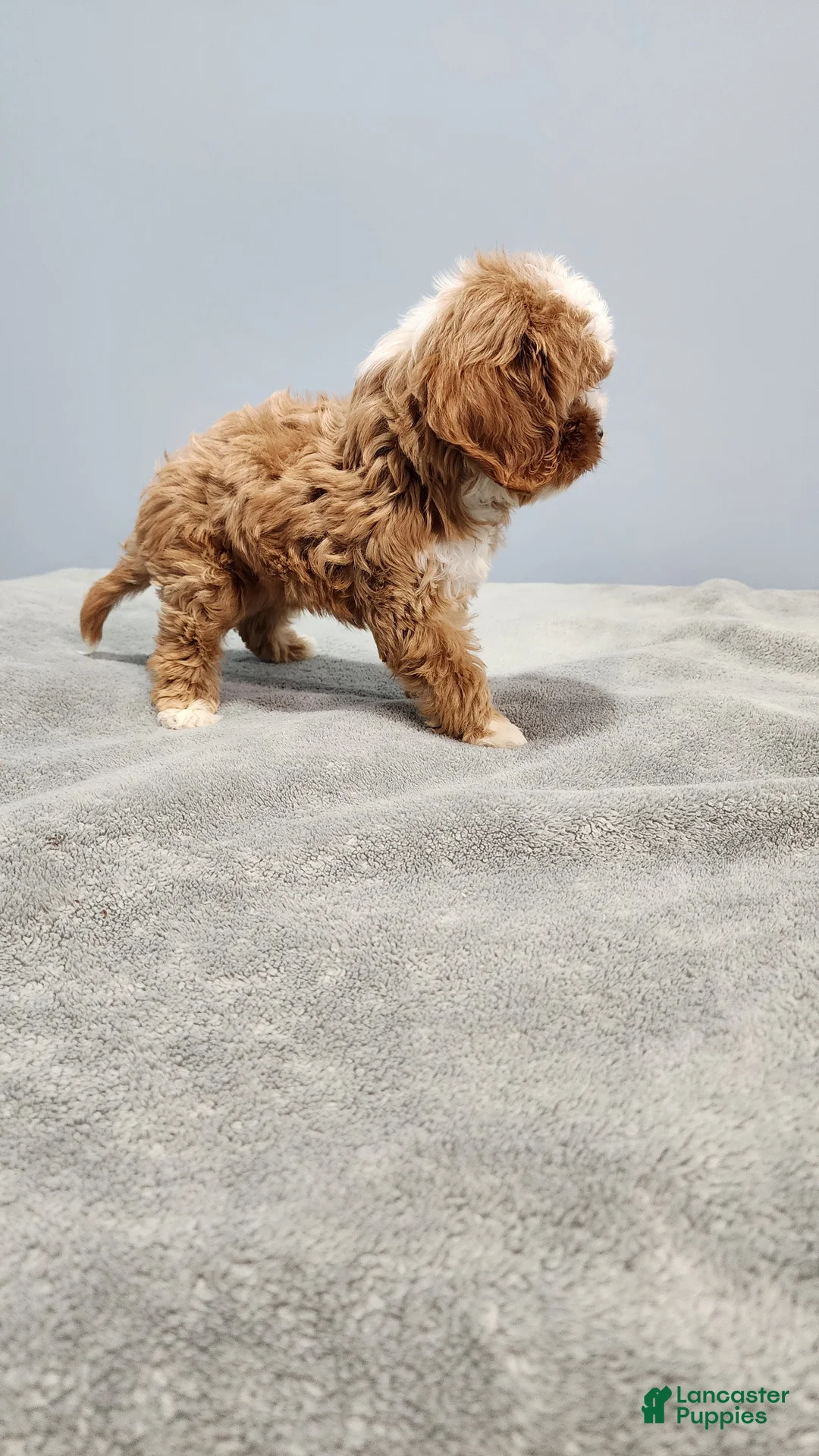 Cavapoo dogs for sale: Zeus - Ad 2