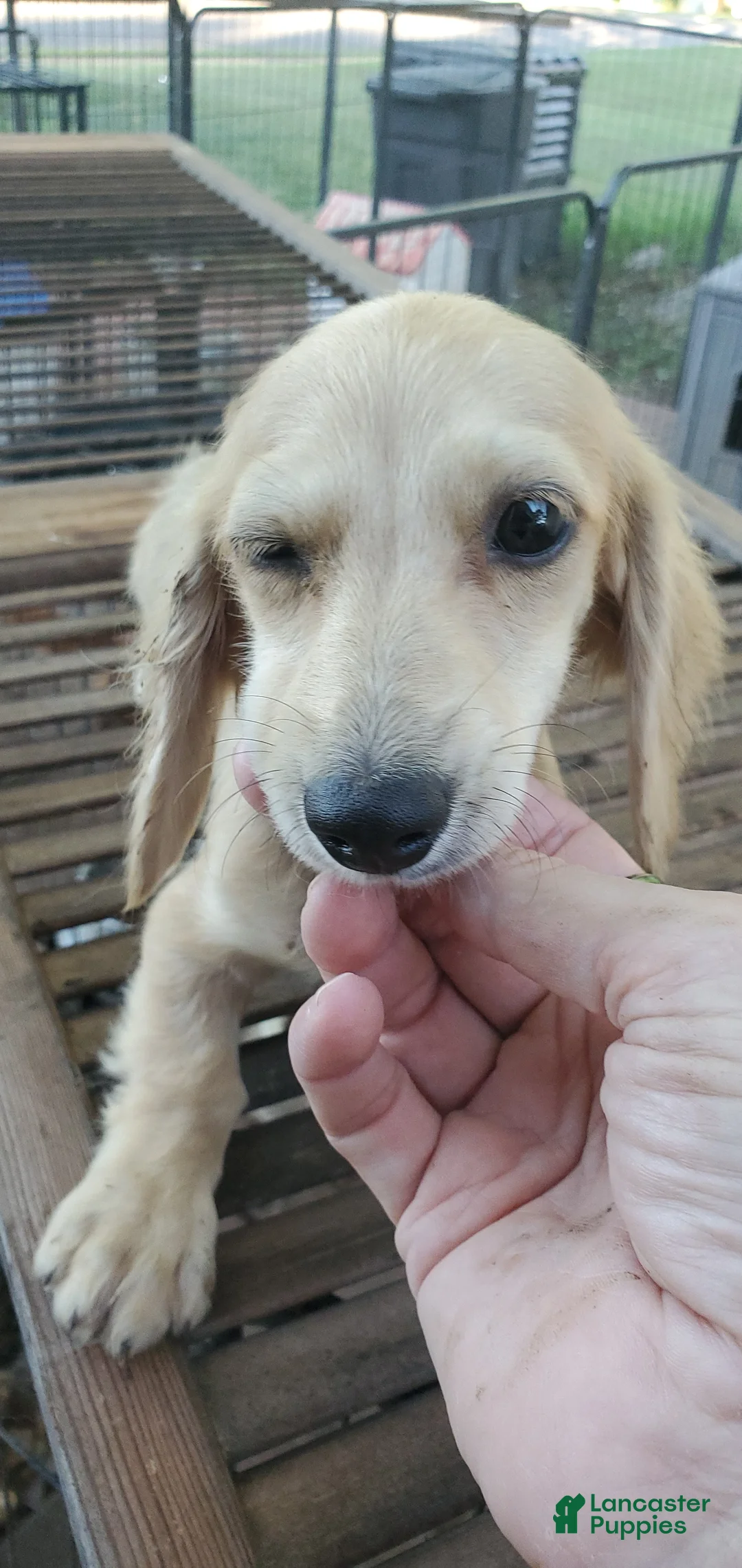 Miniature Dachshund dogs for sale: Karl - Ad 9