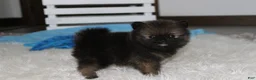 Pomeranian dogs for sale: Buttons  - Ad 4