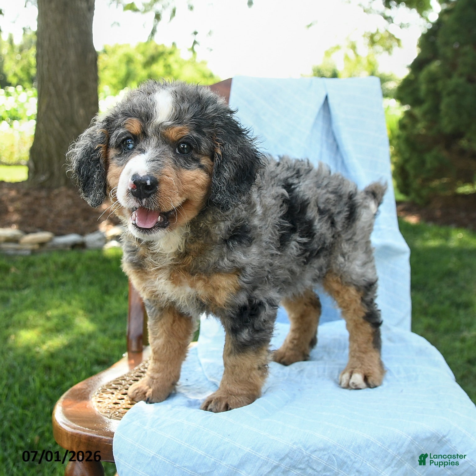 Mini Bernedoodle dogs Rain - Ad 2