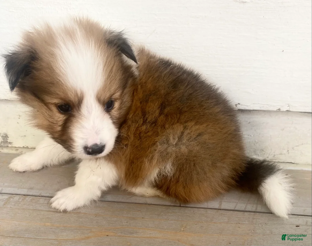Shetland Sheepdog dogs for sale: Sylvan  - Ad 2