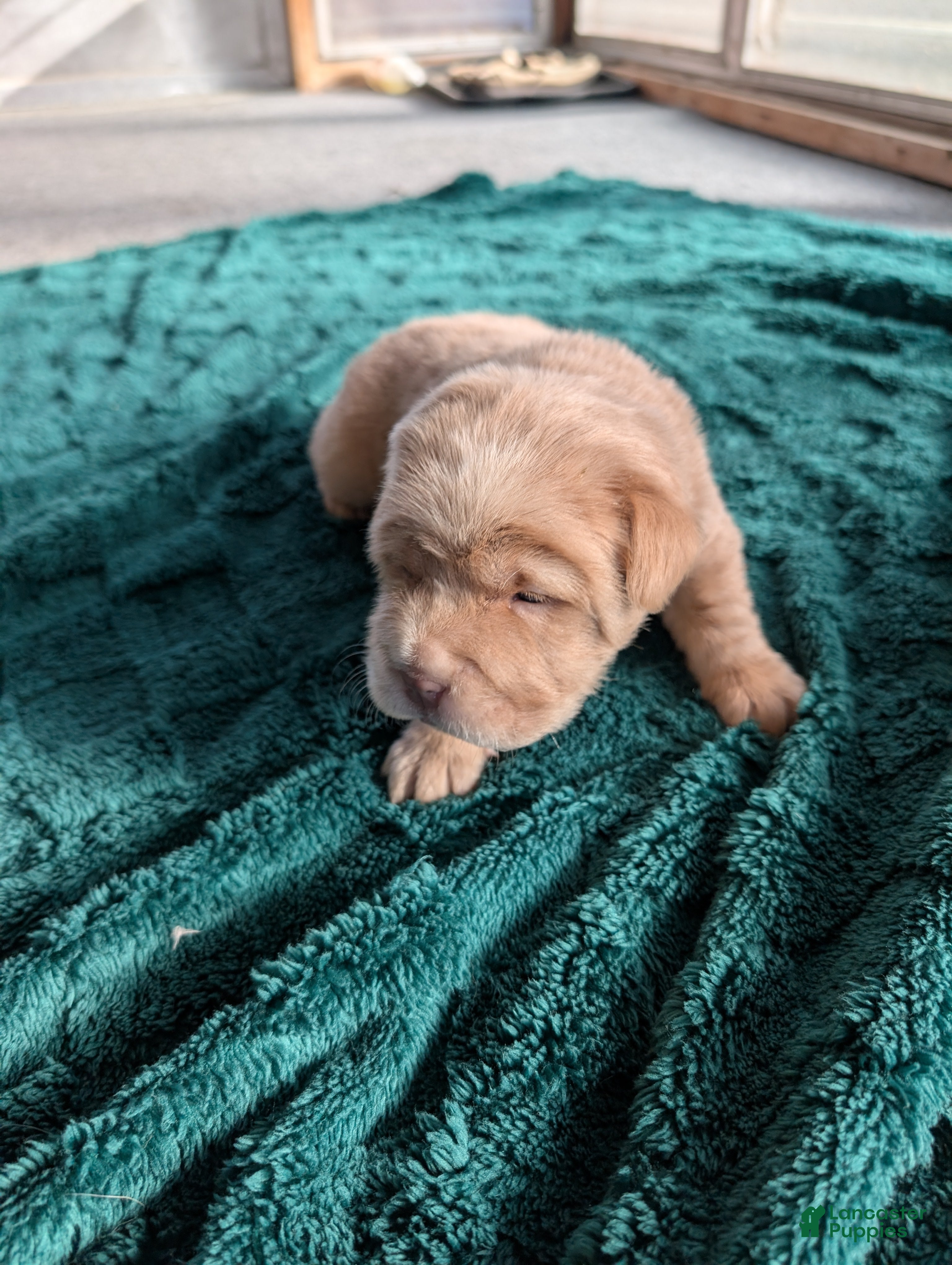 Mixed Breed dogs for sale:  Puppy 2 - Ad 1
