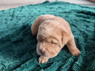 Mixed Breed dogs for sale: Puppy 2 - Ad 1
