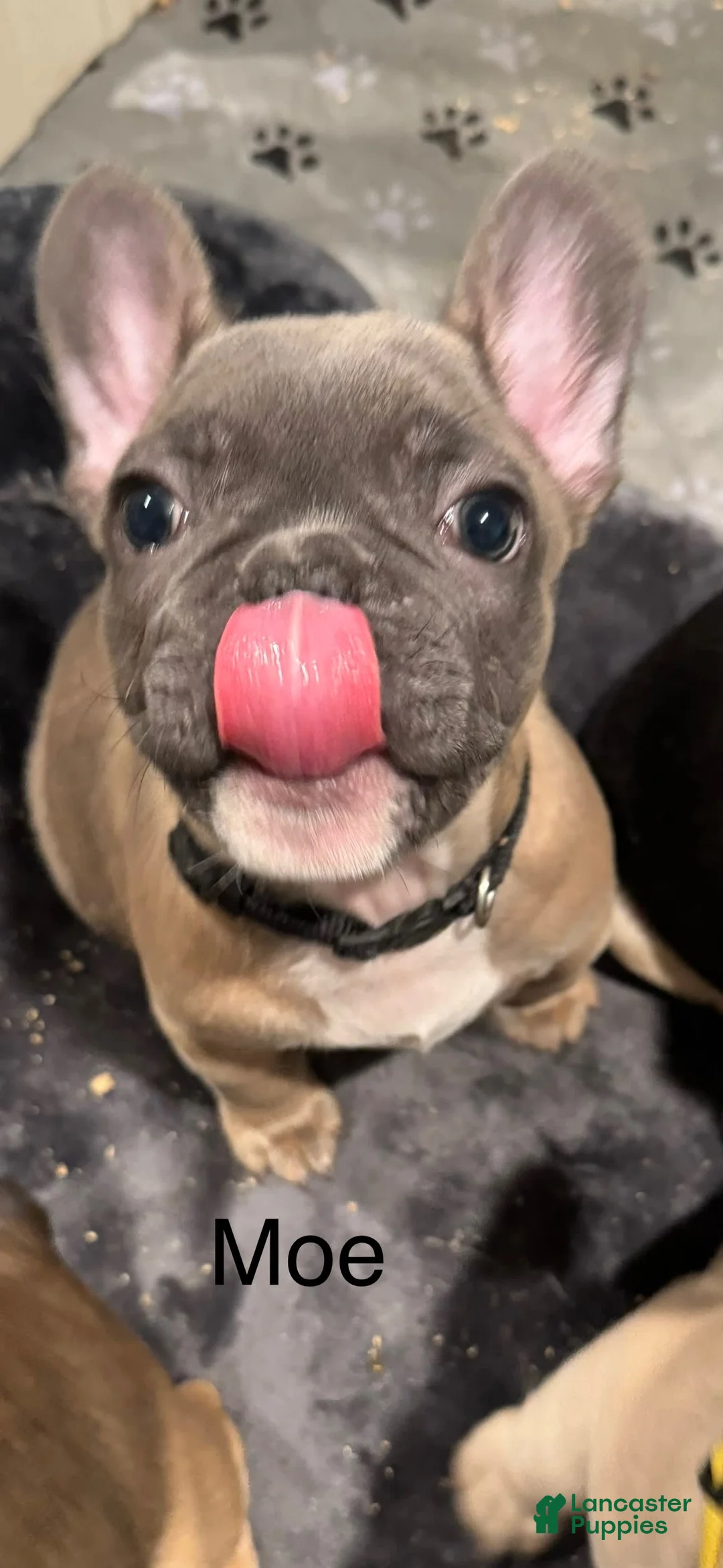 French Bulldog dogs for sale: Zeus - Ad 5