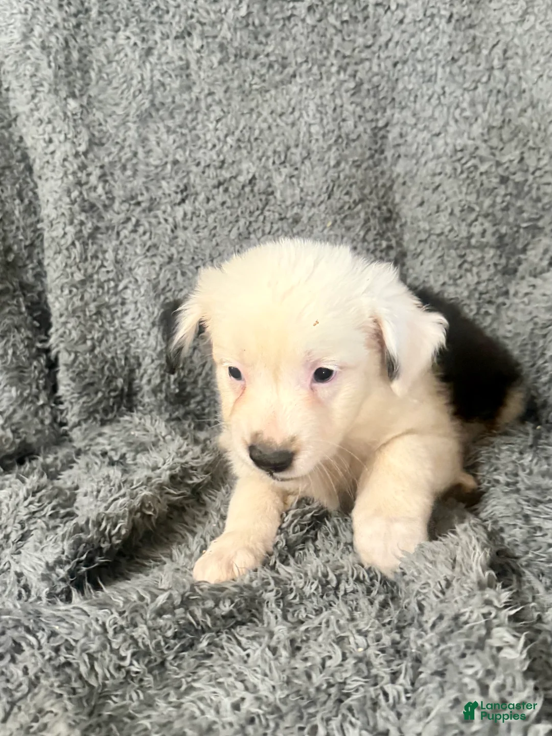 Australian Shepherd dogs for sale: Draco - Ad 2