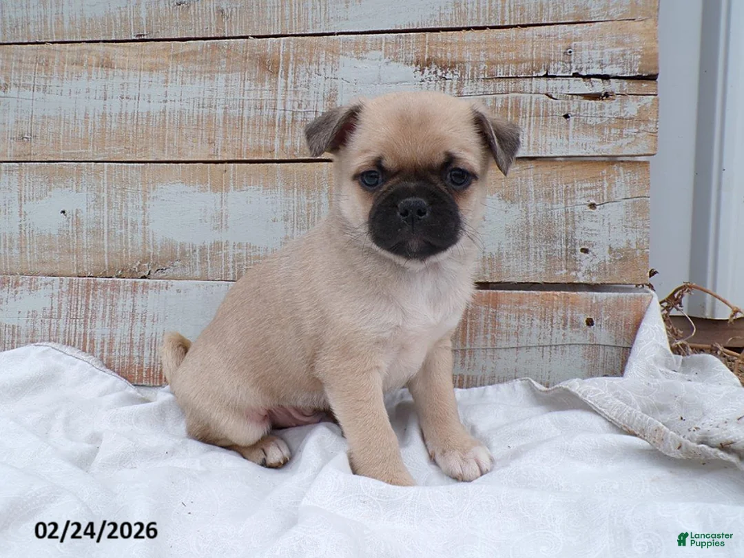 Mixed Breed dogs for sale: Zach - Ad 1