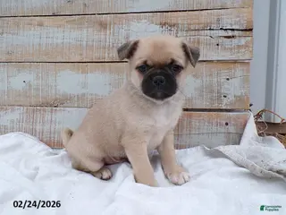 Mixed Breed dogs for sale: Zach - Ad 3