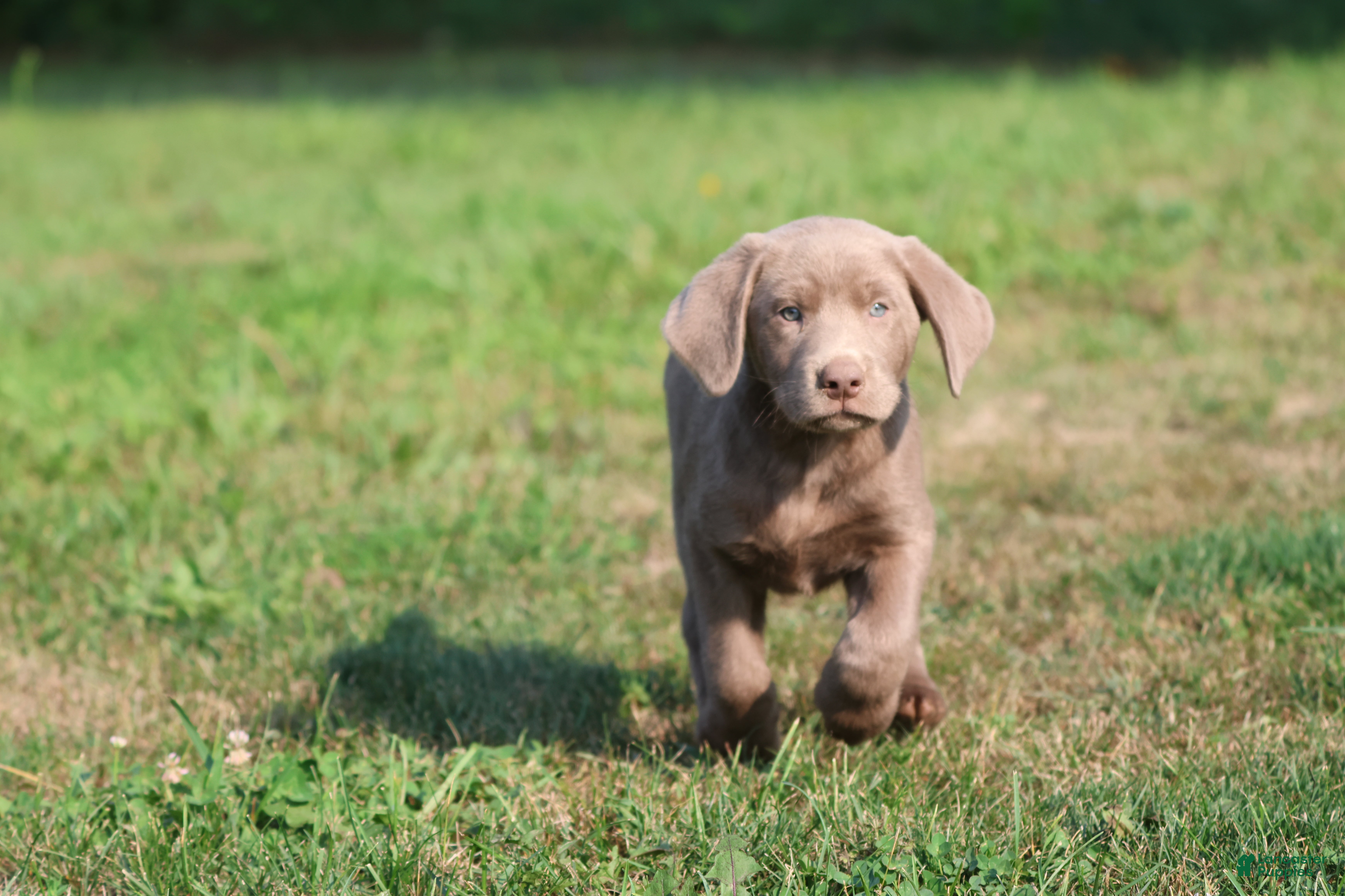 Labrador Retriever dogs Brick - Ad 2