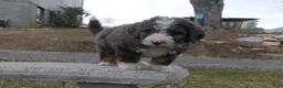 Mini Bernedoodle dogs for sale: Mini Bernedoodle Dusty - Ad 5