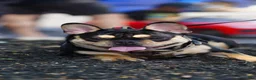 French Bulldog dogs for sale: French Bulldog 1 Aj - Ad 5