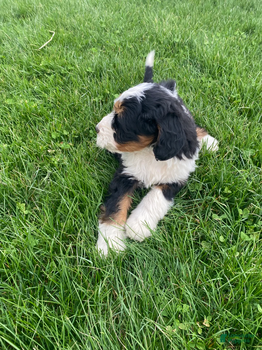 Mini Bernedoodle dogs for sale: Pepsi - Ad 1
