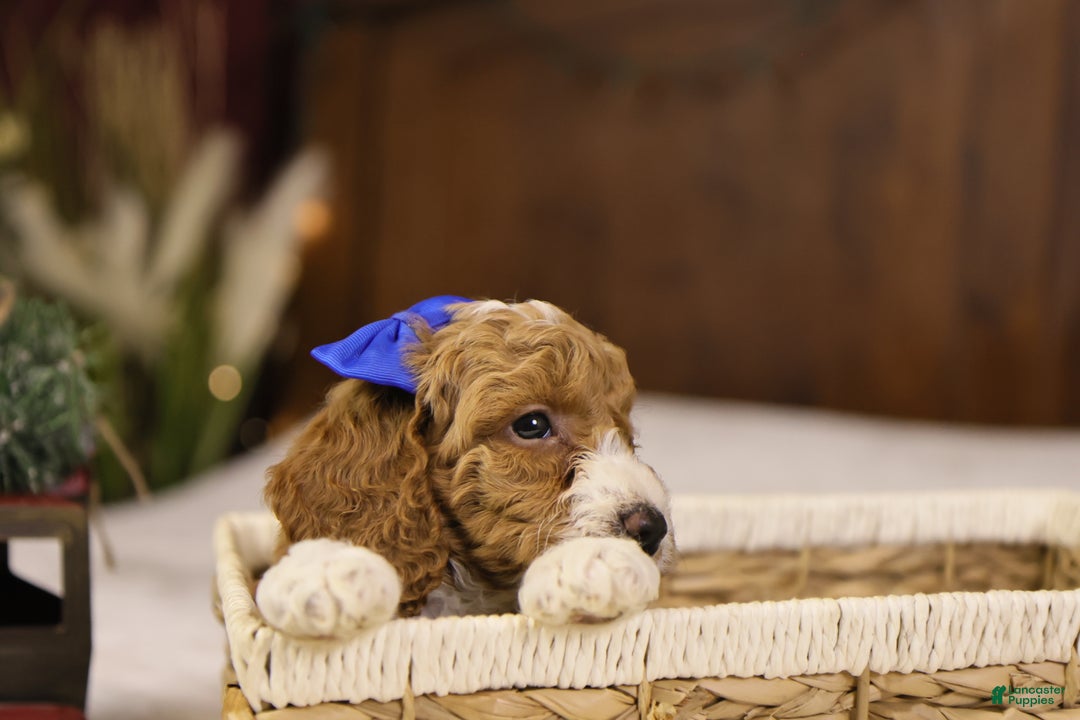 Goldendoodle dogs for sale: Ralphie - Ad 8