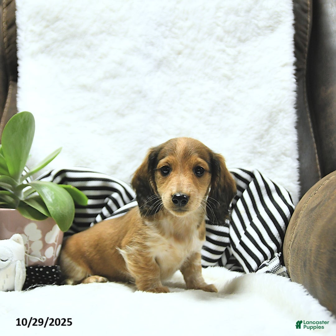Miniature Dachshund dogs for sale: Aspen - Ad 11