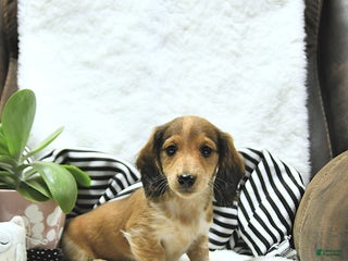 Miniature Dachshund dogs - Ad 8