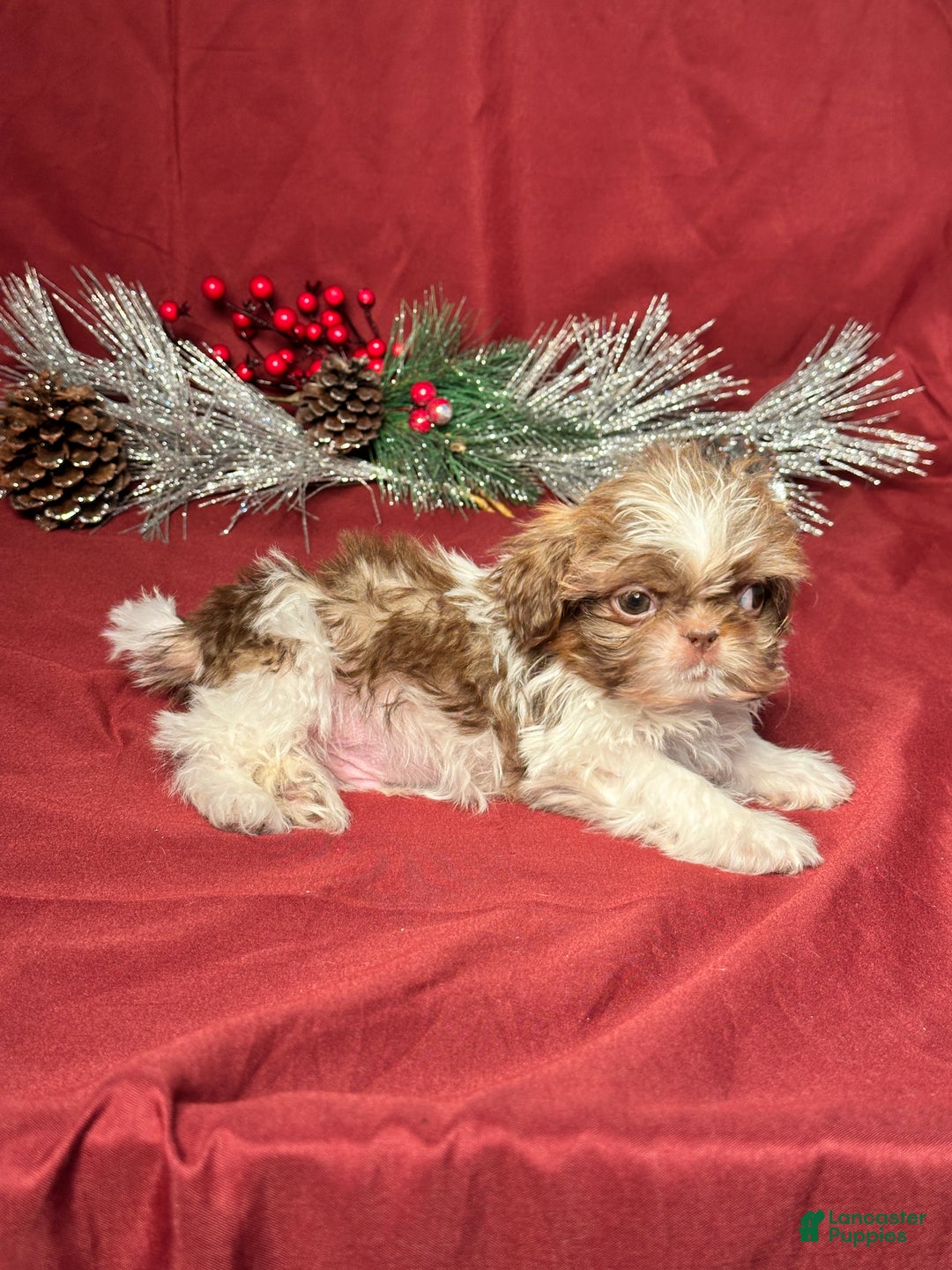 Shih Tzu dogs for sale: Max - Ad 5