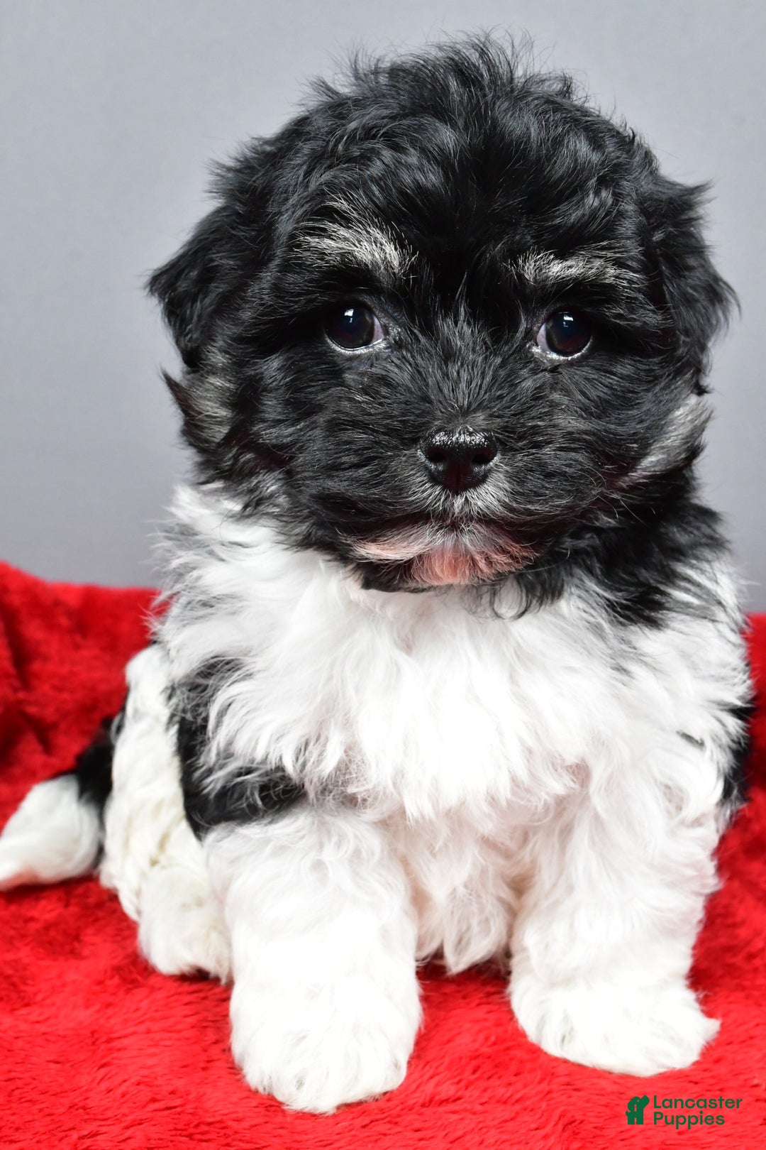 Bichpoo dogs for sale: finn - Ad 5