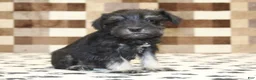 Miniature Schnauzer dogs for sale: Piper - Ad 3