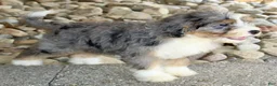 Mini Bernedoodle dogs for sale: Maxine - Ad 5